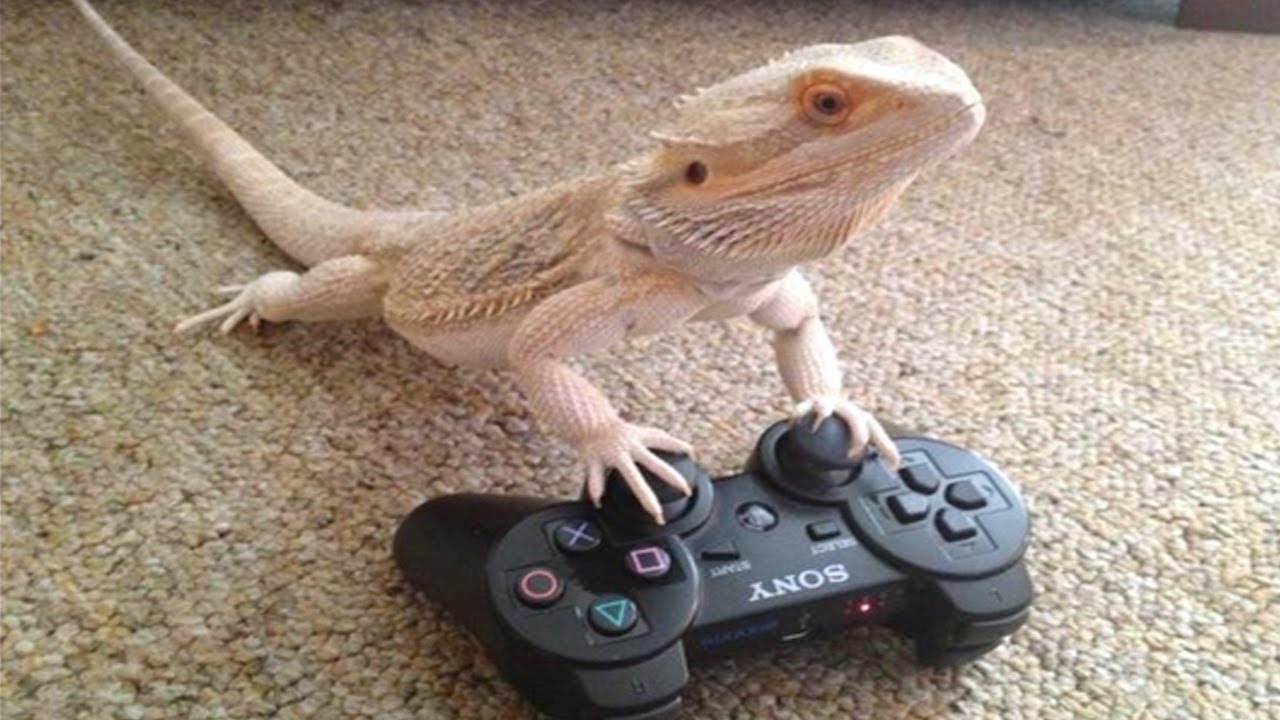 This lizard beat you at overwatch.