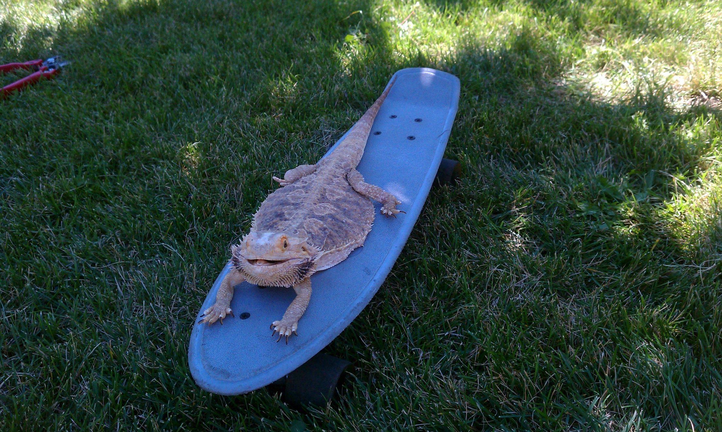 This lizard can SHRED